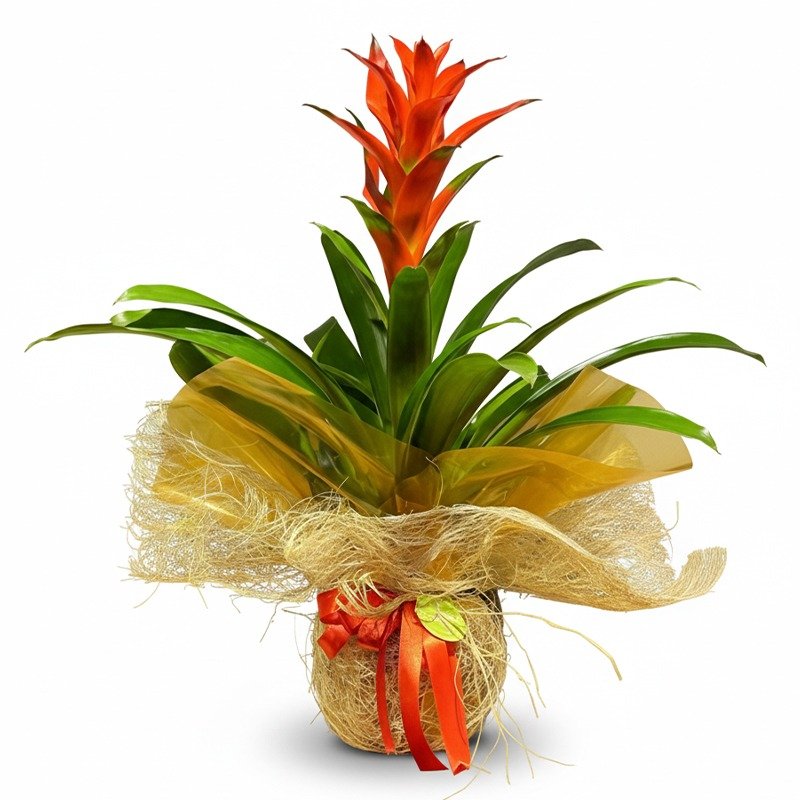 Turuncu bromeliad saksısı, hasır ambalaj